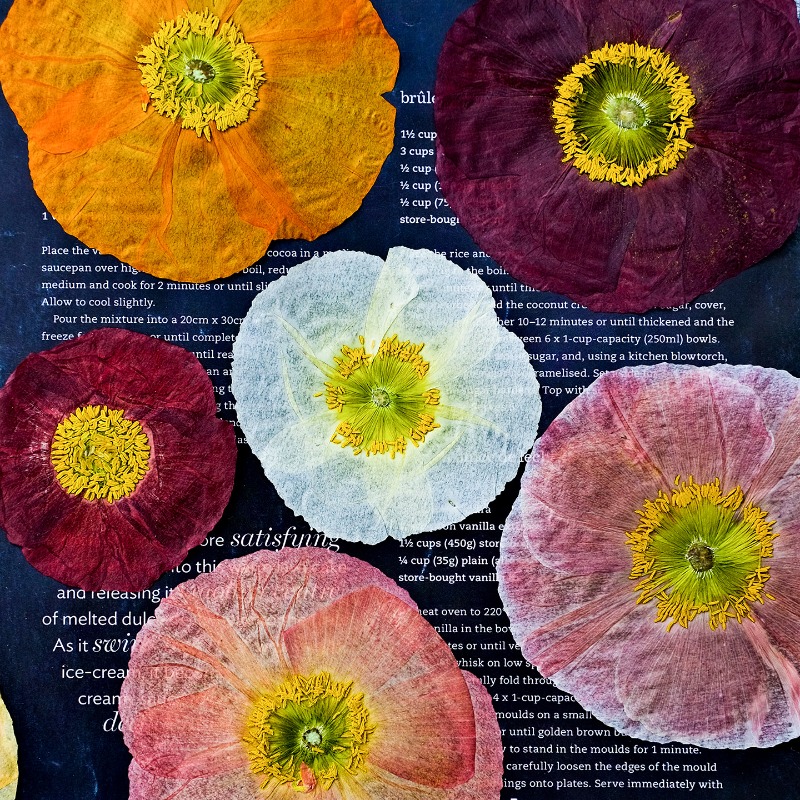 Photo Frame Baby - 1 Stück, Natur-Mohnblumen Getrocknete Blumen für
