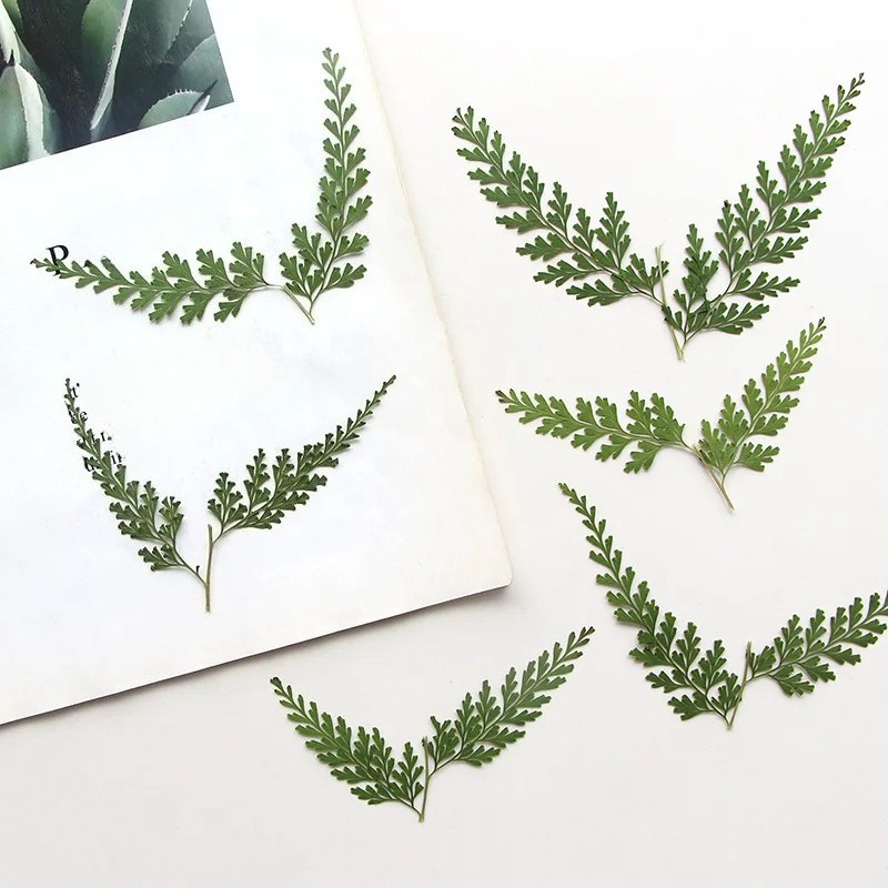 Photo Frame Baby - Natur gepresste Farnzweige, Trockenblume, DIY-Lesezeichen, Grußkarten,
